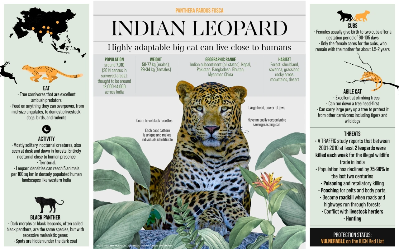 Indian Leopard
